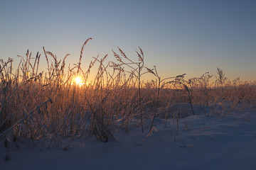 Grass in the snow and winter sunrise