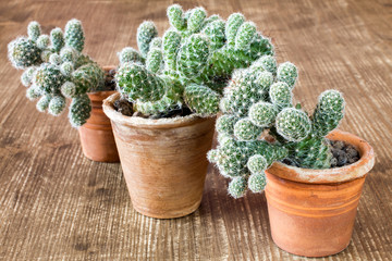 Three cactuses in pots