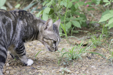 Thailand cat eating grass