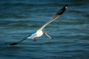 Fototapeta na wymiar The seagull.