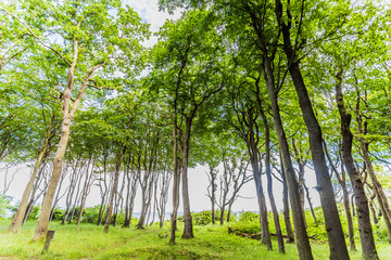 Fototapeta premium Küstenwald