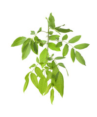 Tree branch with green leaves on white background