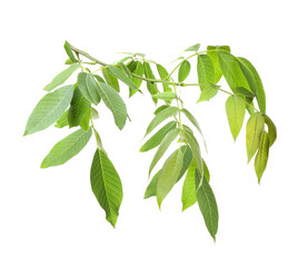 Tree branch with green leaves on white background