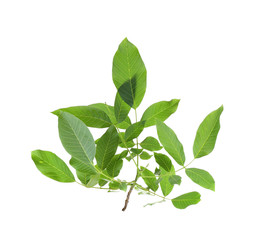 Obraz premium Tree branch with green leaves on white background