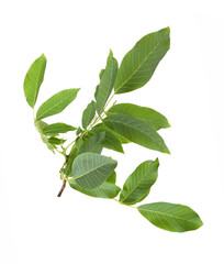 Tree branch with green leaves on white background