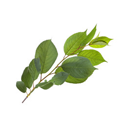 Naklejka na ściany i meble Tree branch with green leaves on white background