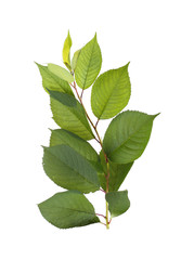 Obraz premium Tree branch with green leaves on white background