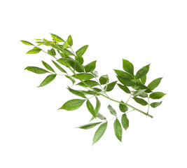 Tree branch with green leaves on white background