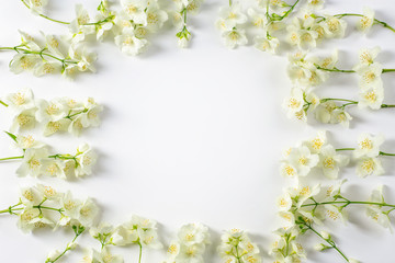 Fresh jasmine flowers  on white background