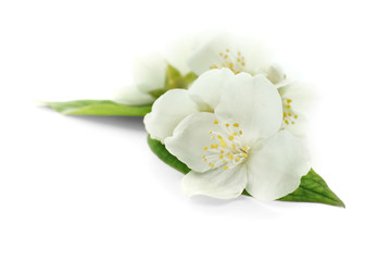 Fresh jasmine flowers on white background
