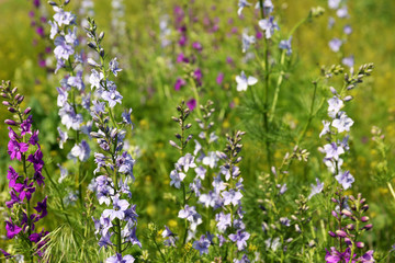 Wild flowers field