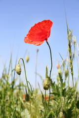 Beautiful poppy flowers on blue sky background
