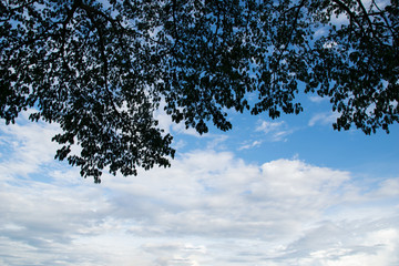 silhouette leaf top tree and white cloud blue sky