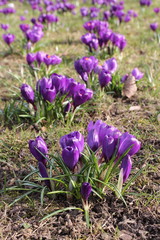 Purple crocus