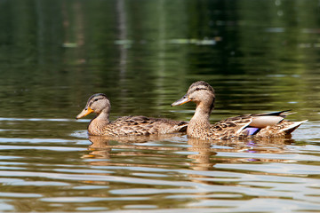 Ducks on the pond