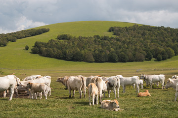 Fototapeta na wymiar Cow in green grass