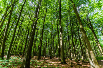 Gespensterwald Nienhagen