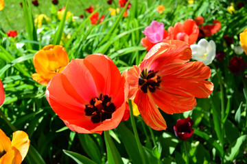 Fototapeta premium Two red tulips