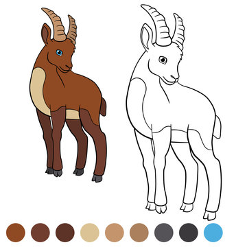 Color me: ibex. Little cute ibex.