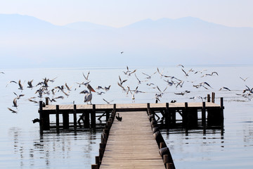 Fototapeta na wymiar Birds on a pier on the lake Prespa, Macedonia