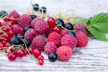 fresh organic berries. raspberries, blueberries, red currants 