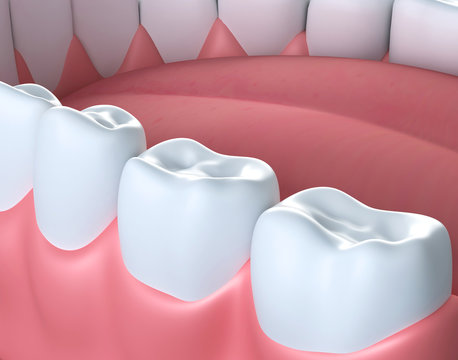 3D Illustration Of Lower Gum And Teeth.