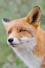 Fox portrait