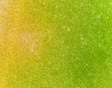 microscopic view of the leaf surface showing plant cells.