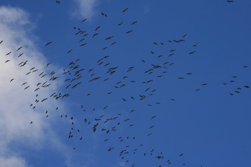 Zugvögel am Himmel 