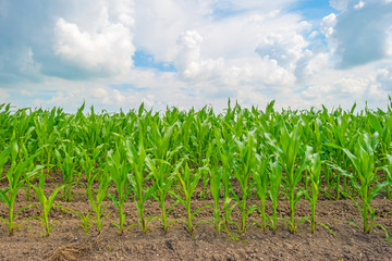 Field with corn in summer