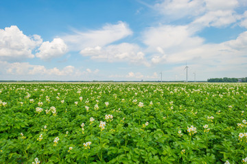 Field with potatoes in summer