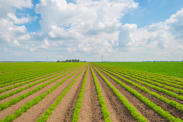 Field with vegetables in summer
