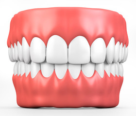 3D illustration teeth and gum model.