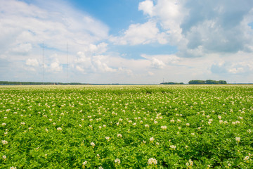 Field with potatoes in summer