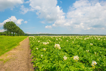 Field with potatoes in summer