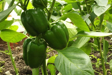 Bell pepper in the greenhouse