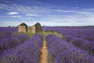 Lavendelfeld Provence Frankreich