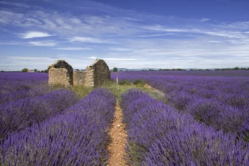 Deurstickers Lavendel Lavendelveld Provence Frankrijk