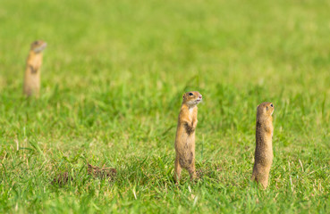 Naklejka na ściany i meble Three European Ground Squirres Standing on Field