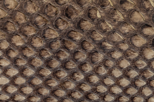 Genuine snakeskin. Leather texture background. Closeup photo.