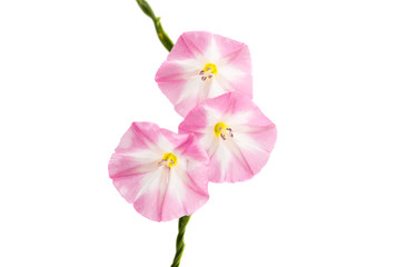 Naklejka premium Bindweed flowers isolated