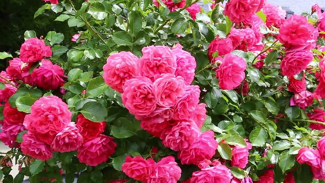 Many flowers of beautiful pink roses in the garden