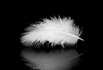 Obraz premium white feather