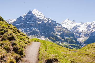 Grindelwald, Berner Oberland, Grosse Scheidegg, Wetterhorn, Schreckhorn, Alpen, Wanderweg, Höhneweg, First, Sommer, Schweiz