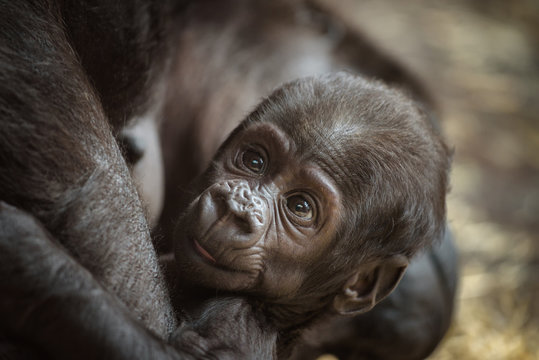 Baby of a  Western lowland gorilla