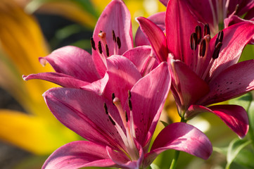 Fototapeta premium Lily in the garden in the early morning.