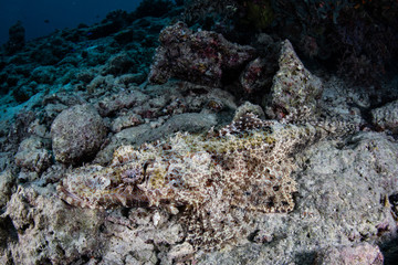 Camouflaged Crocodilefish on Seafloor