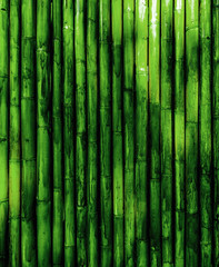 Bamboo bark