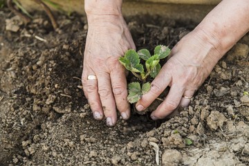 Farmer planting young strawberry