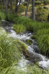 small river running between green herbs them